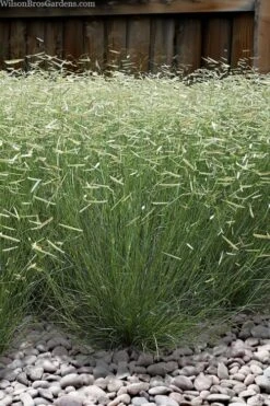 Blonde Ambition Blue Grama Grass (Bouteloua Gracilis) - 6 Pack Of 1 Gallon Pots -Cheap Plants Store bouteloua gracilis blonde ambition grama grass 6