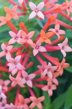 Estrellita Little Star Firecracker Bush (Bouvardia) - 3 Pack Of Quart Pots -Cheap Plants Store bouvardia estrellita little star firecracker bush 1