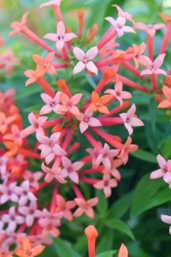 Estrellita Little Star Firecracker Bush (Bouvardia) - 3 Pack Of Quart Pots -Cheap Plants Store bouvardia estrellita little star firecracker bush 2