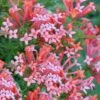 Estrellita Little Star Firecracker Bush (Bouvardia) - 3 Pack Of Quart Pots -Cheap Plants Store bouvardia estrellita little star firecracker bush 3