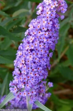 Nanho Blue Butterfly Bush - Buddleia - 3 Gallon Pot -Cheap Plants Store buddleia davidii nanho blue butterfly bush 2 1