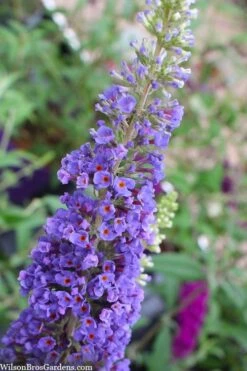 Nanho Blue Butterfly Bush - Buddleia - 1 Gallon Pot -Cheap Plants Store buddleia davidii nanho blue butterfly bush 3