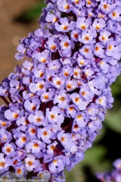 Nanho Blue Butterfly Bush - Buddleia - 3 Gallon Pot -Cheap Plants Store buddleia davidii nanho blue butterfly bush 4 1