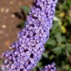 Nanho Blue Butterfly Bush - Buddleia - 1 Gallon Pot 1 Nanho Blue Butterfly Bush - Buddleia - 1 Gallon Pot -Cheap Plants Store buddleia davidii nanho blue butterfly bush 5