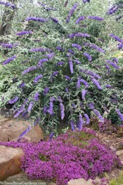 Nanho Blue Butterfly Bush - Buddleia - 1 Gallon Pot -Cheap Plants Store buddleia davidii nanho blue butterfly bush 6