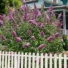 Pink Delight Butterfly Bush - 1 Gallon Pot -Cheap Plants Store buddleia davidii pink delight butterfly bush 101