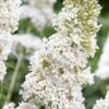 White Profusion Butterfly Bush - 1 Gallon Pot -Cheap Plants Store buddleia davidii white profusion butterfly bush 1