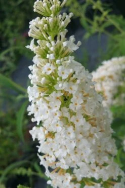 White Profusion Butterfly Bush - 1 Gallon Pot -Cheap Plants Store buddleia davidii white profusion butterfly bush 2