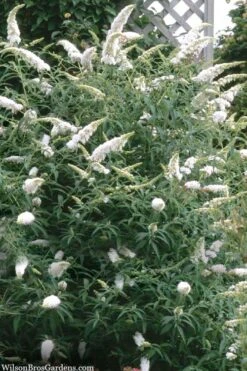 White Profusion Butterfly Bush - 3 Gallon Pot -Cheap Plants Store buddleia davidii white profusion butterfly bush 3 1