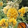 Honeycomb Yellow Butterfly Bush - 1 Gallon Pot