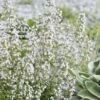 Calamint Plant (Calamintha Nepeta) - 1 Gallon Pot