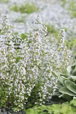 Calamint Plant (Calamintha Nepeta) - 1 Gallon Pot