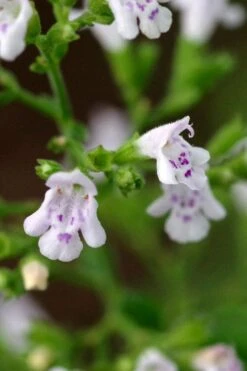 Calamint Plant (Calamintha Nepeta) - 1 Gallon Pot -Cheap Plants Store calamint 14