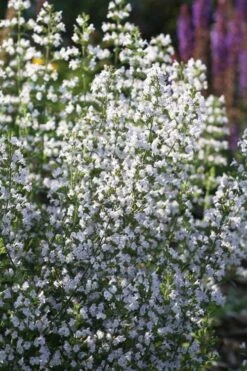 Calamint Plant (Calamintha Nepeta) - 1 Gallon Pot -Cheap Plants Store calamint 15