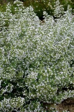 Calamint Plant (Calamintha Nepeta) - 1 Gallon Pot -Cheap Plants Store calamint 20