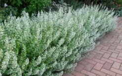 White Cloud Calamint - 1 Gallon Pot -Cheap Plants Store calamint white cloud 1