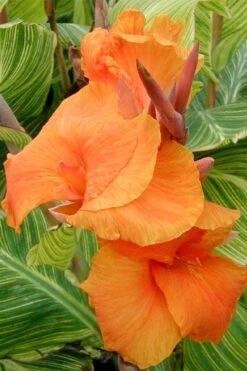 Bengal Tiger Canna Lily - 1 Gallon Pot 17 Bengal Tiger Canna Lily - 1 Gallon Pot -Cheap Plants Store canna pretoria bengal tiger 1