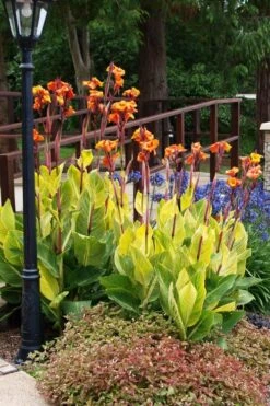Bengal Tiger Canna Lily - 1 Gallon Pot 21 Bengal Tiger Canna Lily - 1 Gallon Pot -Cheap Plants Store canna pretoria bengal tiger 12