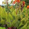 Bengal Tiger Canna Lily - 1 Gallon Pot -Cheap Plants Store canna pretoria bengal tiger 13