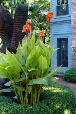 Bengal Tiger Canna Lily - 1 Gallon Pot 16 Bengal Tiger Canna Lily - 1 Gallon Pot -Cheap Plants Store canna pretoria bengal tiger 2