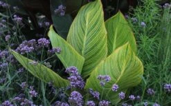 Bengal Tiger Canna Lily - 1 Gallon Pot 20 Bengal Tiger Canna Lily - 1 Gallon Pot -Cheap Plants Store canna pretoria bengal tiger 3