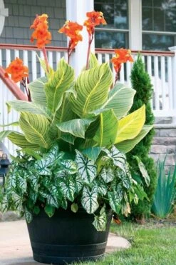 Bengal Tiger Canna Lily - 1 Gallon Pot 18 Bengal Tiger Canna Lily - 1 Gallon Pot -Cheap Plants Store canna pretoria bengal tiger 4