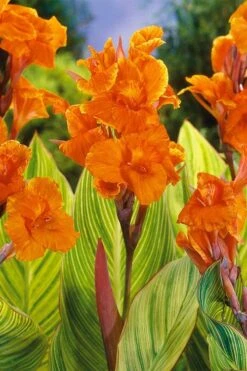 Bengal Tiger Canna Lily - 1 Gallon Pot 15 Bengal Tiger Canna Lily - 1 Gallon Pot -Cheap Plants Store canna pretoria bengal tiger 8