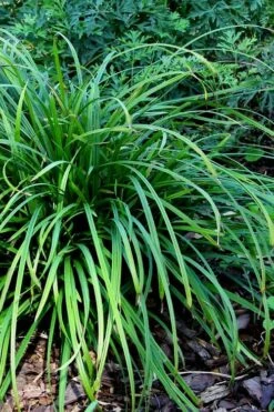 Creek Sedge (Carex Amphibola) - 8 Pack Of 1 Gallon Pots -Cheap Plants Store carex amphibola creek sedge 3