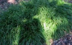 Creek Sedge (Carex Amphibola) - 8 Pack Of 1 Gallon Pots -Cheap Plants Store carex amphibola creek sedge 5