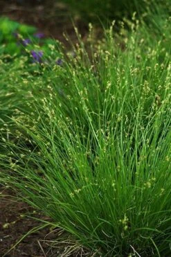 Appalachian Sedge (Carex Appalachia) - 8 Pack Of 1 Gallon Pots -Cheap Plants Store carex appalachica appalachian sedge 2
