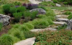 Appalachian Sedge (Carex Appalachia) - 8 Pack Of 1 Gallon Pots -Cheap Plants Store carex appalachica appalachian sedge 5