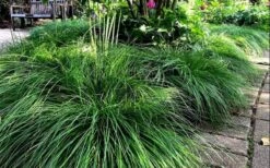 Cherokee Sedge (Carex Cherokeensis) - 8 Pack Of 1 Gallon Pots -Cheap Plants Store carex cherokeensis cherokee sedge 10 1