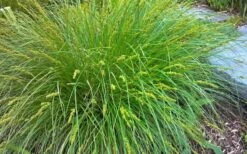 Cherokee Sedge (Carex Cherokeensis) - 8 Pack Of 1 Gallon Pots -Cheap Plants Store carex cherokeensis cherokee sedge 3 1