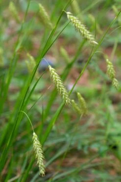 Cherokee Sedge (Carex Cherokeensis) - 1 Gallon Pot -Cheap Plants Store carex cherokeensis cherokee sedge 4