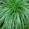 Cherokee Sedge (Carex Cherokeensis) - 1 Gallon Pot -Cheap Plants Store carex cherokeensis cherokee sedge 7