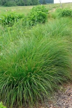 Fox Sedge (Carex Vulpinoidea) - 6 Pack Of 1 Gallon Pots 21 Fox Sedge (Carex Vulpinoidea) - 6 Pack Of 1 Gallon Pots -Cheap Plants Store carex vulpinoidea fox sedge 1 1