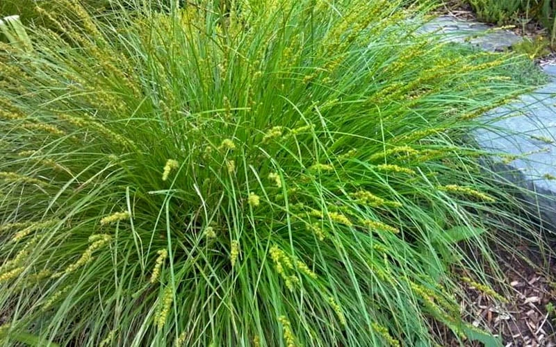 Fox Sedge (Carex Vulpinoidea) - 6 Pack Of 1 Gallon Pots 11 Fox Sedge (Carex Vulpinoidea) - 6 Pack Of 1 Gallon Pots - Image 9