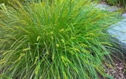 Fox Sedge (Carex Vulpinoidea) - 1 Gallon Pot -Cheap Plants Store carex vulpinoidea fox sedge 2