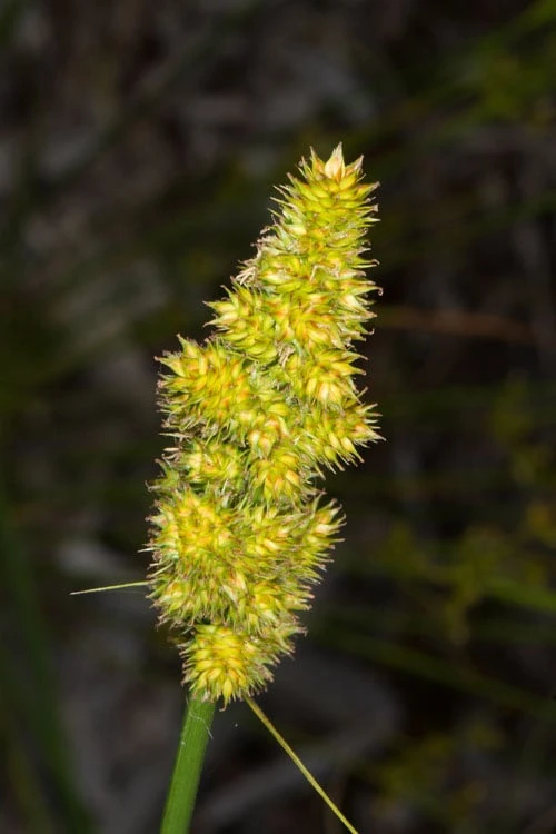 Fox Sedge (Carex Vulpinoidea) - 6 Pack Of 1 Gallon Pots 10 Fox Sedge (Carex Vulpinoidea) - 6 Pack Of 1 Gallon Pots - Image 8