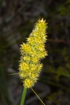 Fox Sedge (Carex Vulpinoidea) - 1 Gallon Pot -Cheap Plants Store carex vulpinoidea fox sedge 4