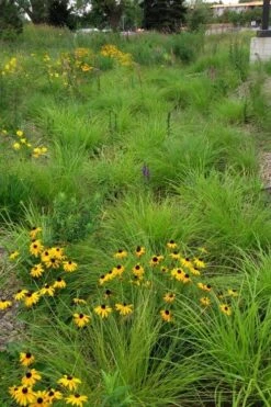 Fox Sedge (Carex Vulpinoidea) - 6 Pack Of 1 Gallon Pots 16 Fox Sedge (Carex Vulpinoidea) - 6 Pack Of 1 Gallon Pots -Cheap Plants Store carex vulpinoidea fox sedge 5 1