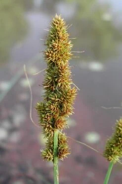 Fox Sedge (Carex Vulpinoidea) - 6 Pack Of 1 Gallon Pots 18 Fox Sedge (Carex Vulpinoidea) - 6 Pack Of 1 Gallon Pots -Cheap Plants Store carex vulpinoidea fox sedge 7 1