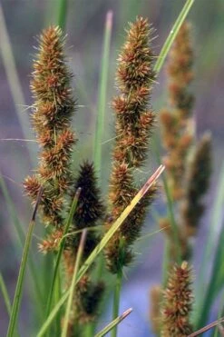 Fox Sedge (Carex Vulpinoidea) - 6 Pack Of 1 Gallon Pots