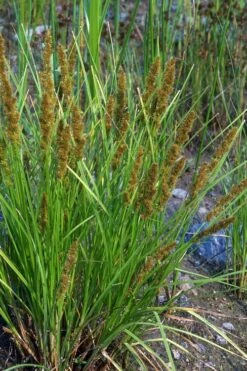 Fox Sedge (Carex Vulpinoidea) - 1 Gallon Pot -Cheap Plants Store carex vulpinoidea fox sedge 9