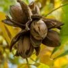 Hardy Pecan Tree (Carya Illinoinensis) - 1 Gallon Pot -Cheap Plants Store carya illinionensis hardy pecan 1