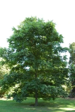 Zinner Pecan Tree - 5 Gallon Pot -Cheap Plants Store carya illinionensis hardy pecan 2 1