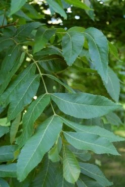 Lakota Pecan Tree - 5 Gallon Pot -Cheap Plants Store carya illinionensis hardy pecan 5 2