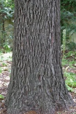 Zinner Pecan Tree - 5 Gallon Pot -Cheap Plants Store carya illinionensis hardy pecan 6 1