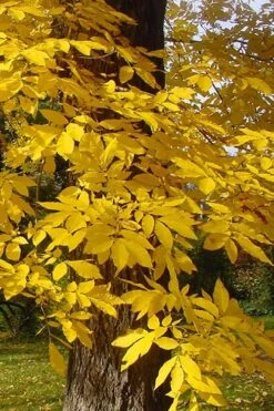 Zinner Pecan Tree - 5 Gallon Pot -Cheap Plants Store carya illinionensis hardy pecan fall leaf color 4 1