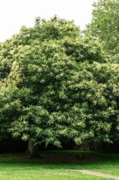 Hybrid Chestnut Tree (Castanea Dentata X Millesimal) - 3 Gallon Pot 13 Hybrid Chestnut Tree (Castanea Dentata X Millesimal) - 3 Gallon Pot -Cheap Plants Store castanea dentata dunstan chestnut tree in bloom 1